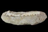 Enchodus Jaw Section with Teeth - Cretaceous Fanged Fish #90141-3